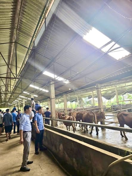 Xã Đồng Lương triển khai dự án hỗ trợ phát triển sản xuất năm 2025.